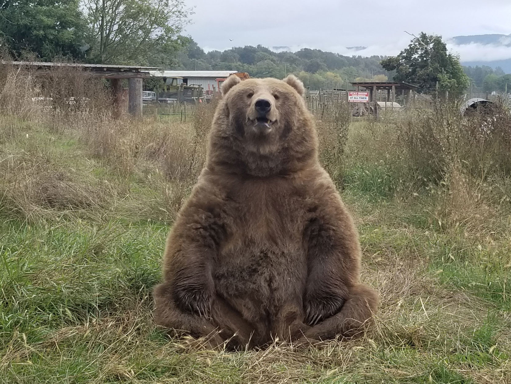 Bear looking at the cars driving by